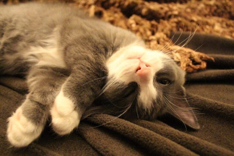monikadesigns-sleeping-cat-1668521