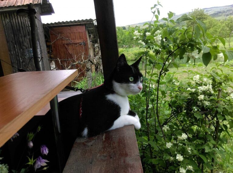 102946619_10157268677958568_9124789829406970713_n