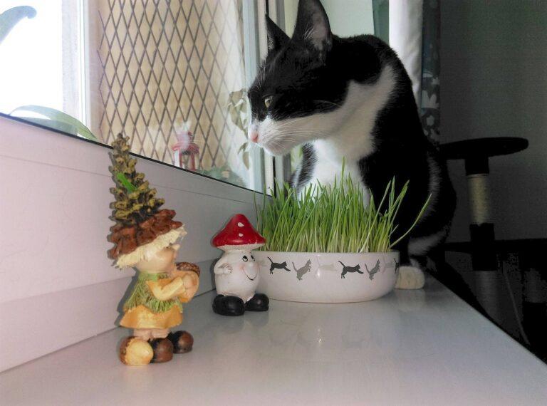 Iarbă crescută în farfurie pentru Tomi