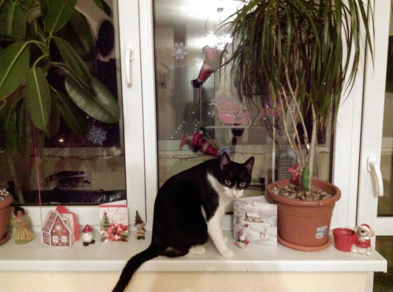 daramarea obiectelor